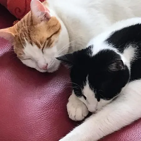 Pansiyon D'hotes Du Carre Des Arts *